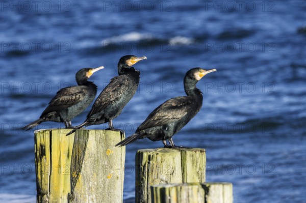 Cormorants (Phalacrocorax carbo) on groynes, Fischland-Darß-Zingst, Baltic Sea, Mecklenburg-Western