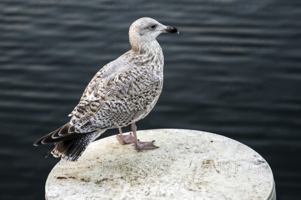 Herring Gull (Larus argentatus), sitting on a groyne, Fischland-Darß-Zingst, Baltic Sea,