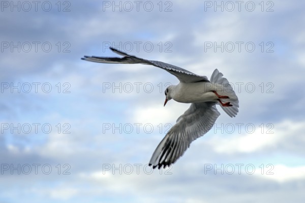 Gull (Larinae) flying with outstretched wings, Fischland-Darß-Zingst, Baltic Sea,