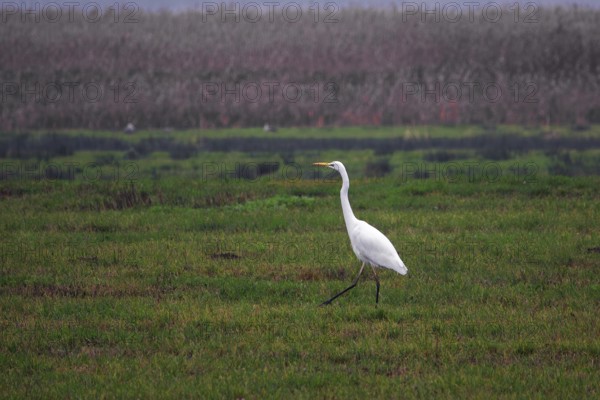 Great White Egret (Ardea alba) in a field, near Zingst, Fischland-Darß-Zingst, Western Pomerania