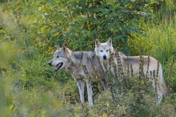 Two timber wolves (Canis lupus lycaon) stand on a sunny day in dense green vegetation in a clearing