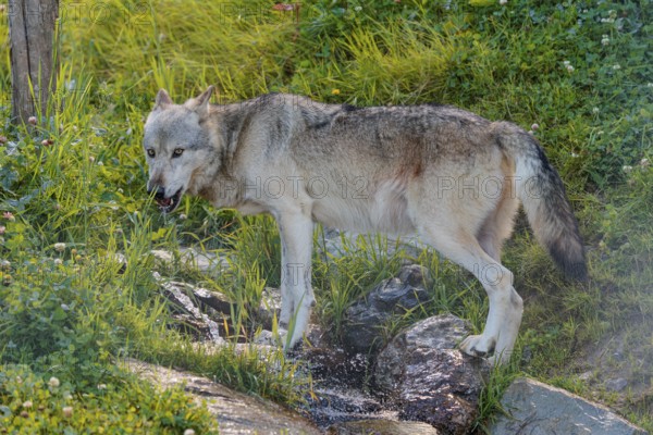 A Timberwolf (Canis lupus lycaon) drinks from a small creek flowing through a green meadow. Backlit