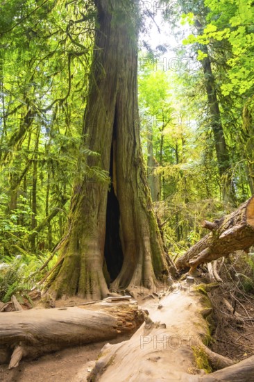 Sunlight filtering through the canopy highlights a majestic western red cedar with a hollow trunk,