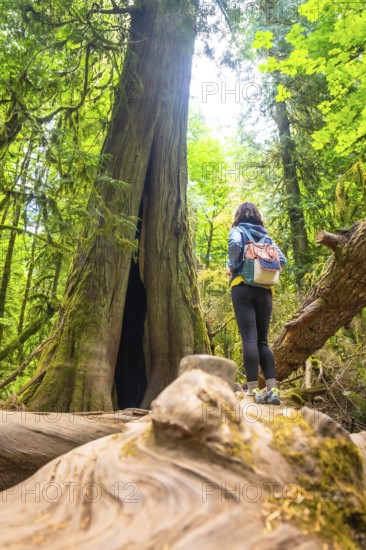 Female hiker admiring a giant, hollowed out cedar tree while standing on a fallen log in the lush