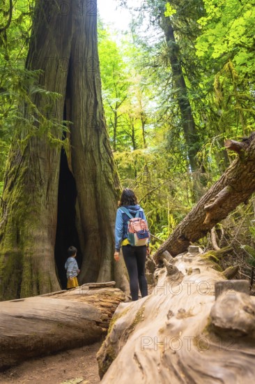 Mother and child exploring a giant hollow redwood tree in cathedral grove forest on vancouver