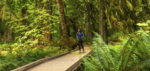 Female tourist walking along a wooden footbridge, surrounded by lush ferns and towering moss