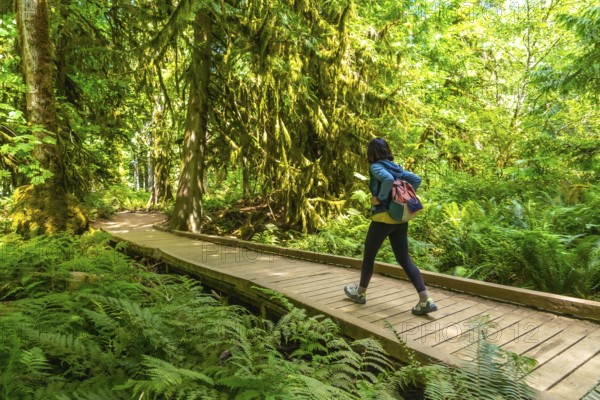 Female tourist walking along a wooden footbridge in the lush rainforest of cathedral grove,