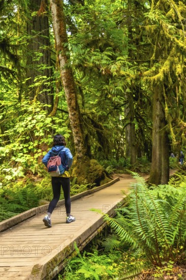 Female hiker walking along a wooden path through lush ferns and moss covered trees in the serene