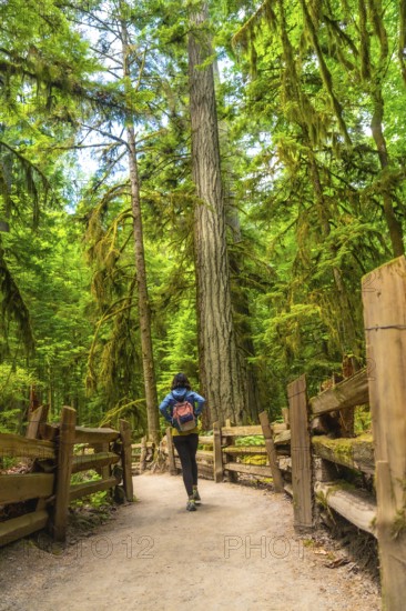 Female tourist walking along a path in cathedral grove forest on vancouver island, surrounded by
