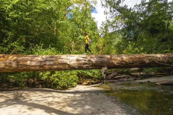 Female hiker navigating a large fallen log over a shallow creek in the serene cathedral grove