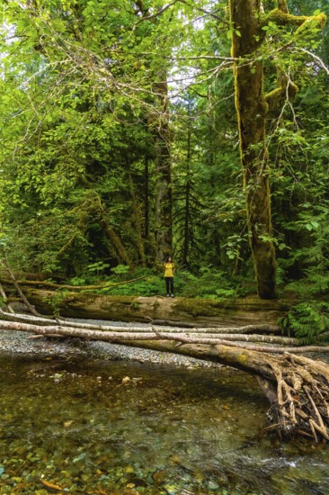 Female hiker standing on a fallen log, admiring the pristine beauty of cathedral grove on vancouver