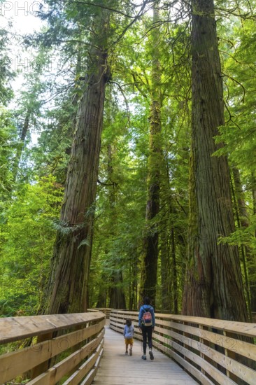 Mother and child walking on wooden elevated path, enjoying majestic ancient trees in lush green