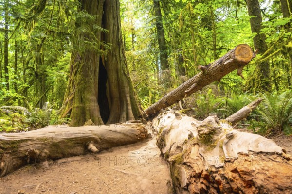 Sunlight filtering through a lush green canopy illuminates a fallen log and a giant tree with a