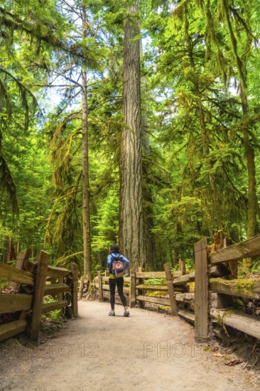 Tourist with backpack walking on a gravel path and admiring the giant trees of cathedral grove in