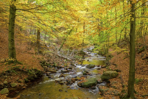 The river Ilse in the Harz National Park flows through an autumn forest with intensive moss growth,
