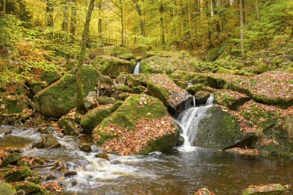 A small waterfall of the Ilse flows over moss-covered rocks in a glowing autumnal forest, Ilsetal,
