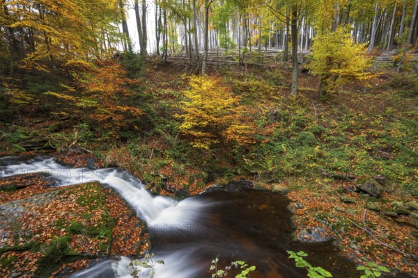 A forest with a bubbling Ilse waterfall surrounded by colorful autumn leaves, Ilsetal, Harz