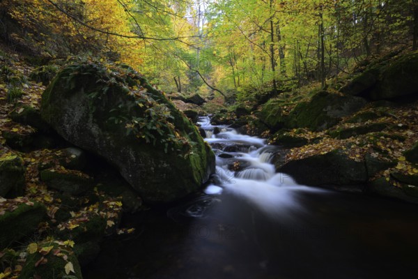The river Ilse flows through an autumnal forest, surrounded by colorful trees, large rocks,