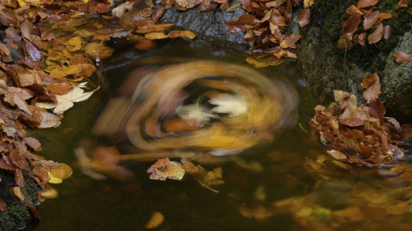 Autumn leaves floating in a whirlpool on an Ilse forest stream, warm colors and calming atmosphere,