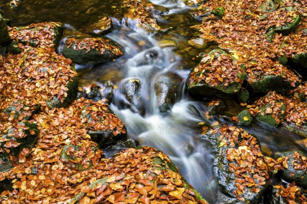 The river Ilse flows over rocks, covered with bright autumn leaves in the dense forest, Ilsetal,