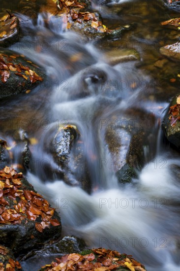 Wild water from the Ilse flows over rocks in a stream bed covered with autumn leaves, Ilse Valley,