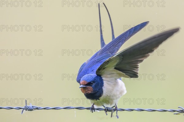 A swallow with open wings sitting on a wire. The background is blurred and bright Barn Swallow