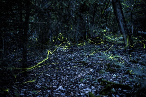 False firefly (Lamprohiza splendidula) Firefly, flying in search of a mate, long exposure, stitched