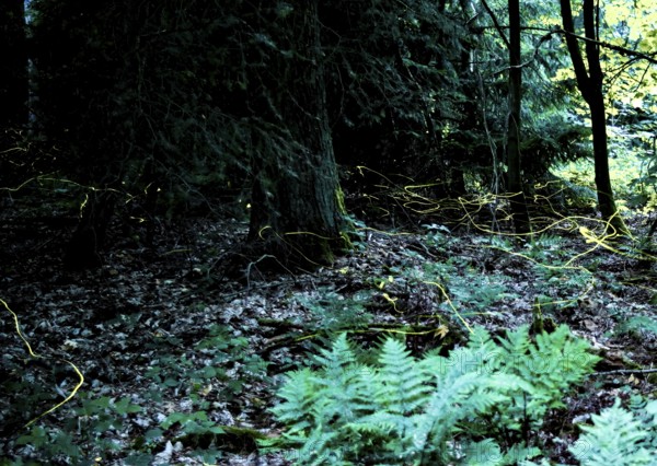 False firefly (Lamprohiza splendidula) Firefly, flying in search of mate, long exposure, stitched