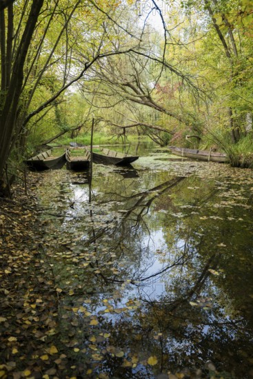 Altrhein, Rhine, Taubergießen Nature Reserve, Kappel-Grafenhausen, Ortenau, Baden-Württemberg,
