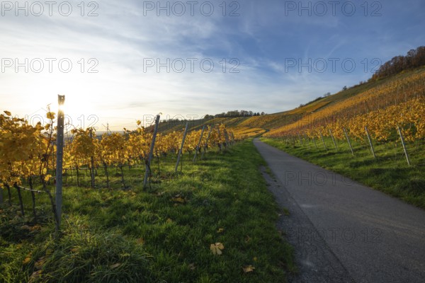 The vineyards in the Remstal near Korb in the Rems-Murr district show all their colors in autumn.