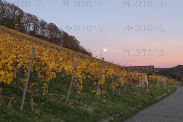The vineyards in the Remstal near Korb in the Rems-Murr district are covered in autumn colors of