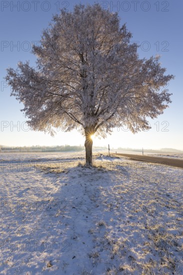 A frosty, snow-covered tree stands alone on the plateau of the Swabian Jura in Germany. The clear