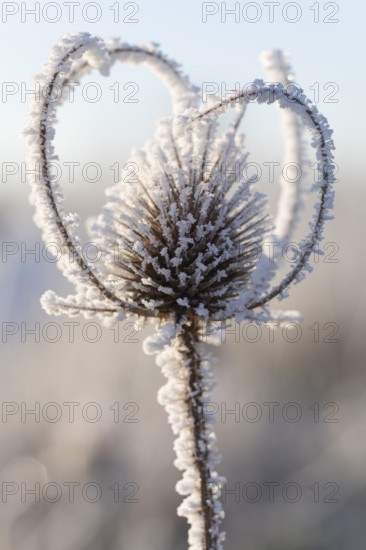An impressive macro shot of Wild teasel (Dipsacus fullonum) covered in shimmering ice and