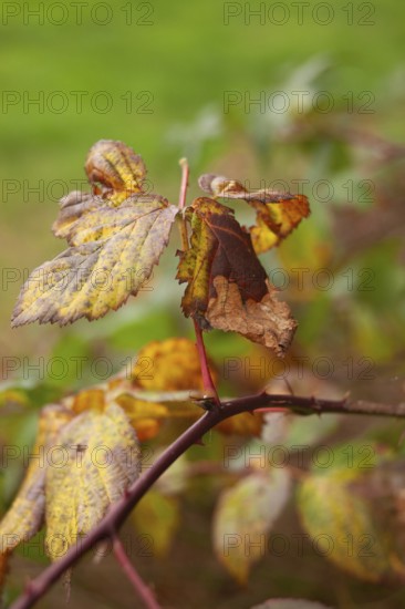 Leaf discoloration, autumn leaves, nature, season, Königsmoor, Moormerland, East Frisia, Lower