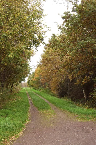Forest trail, leaf discoloration, autumn leaves, nature, season, Königsmoor, Moormerland, East