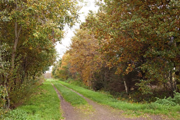 Forest trail, leaf discoloration, autumn leaves, nature, season, Königsmoor, Moormerland, East