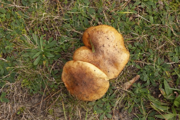 Forest mushrooms, forest edge, Ter Borg, Westerwolde Municipality, Groningen Province, Netherlands