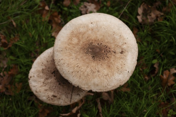 Parasol mushroom (Parasol, Macrolepiota procera) raw poisonous, forest edge, TER BORG, municipality