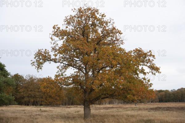 Red oak (Quercus rubra), autumn colours, forest edge, Ter Borg, municipality of Westerwolde,