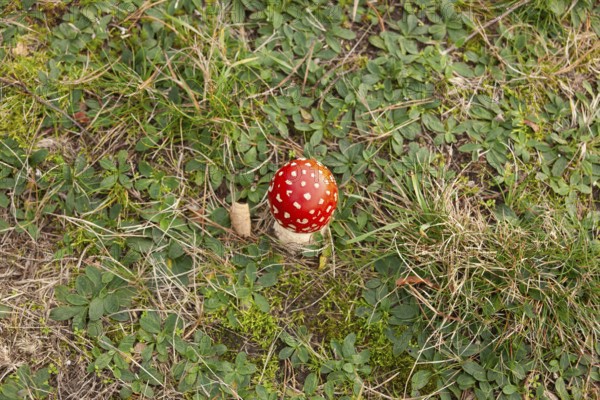 Fly agaric (Amanita muscaria), forest edge, Ter Borg, municipality of Westerwolde, province of
