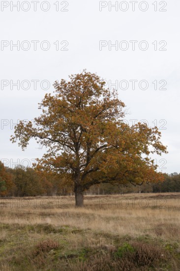 Red oak (Quercus rubra), autumn colours, forest edge, Ter Borg, municipality of Westerwolde,