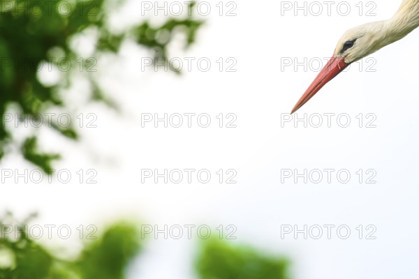 White stork, stork, stork (Ciconia ciconia), portrait, taking off, in front of a white background,