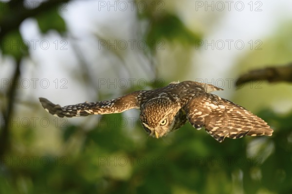 Little Owl /Athene noctua) flying, approach, Teutoburg Forest, Osnabrücker Land, Lower Saxony,