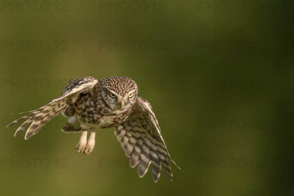 Steinkauz /Athene noctua) flying, departure from Zaunpfahl, Teutoburger Wald, Osnabrücker Land,