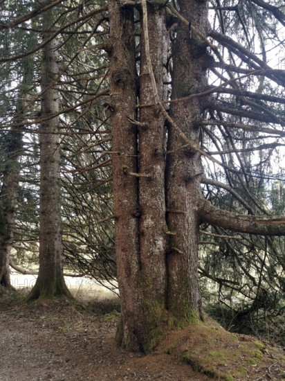 Four-stem conifer, conifer with 4 trunks, near Bolsterlang, Oberstdorf, Oberallgäu, Allgäu,