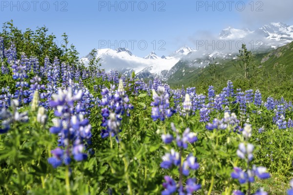 Picturesque landscape on the Richardson Highway, blooming Alaskan lupines (Lupinus nootkatensis),