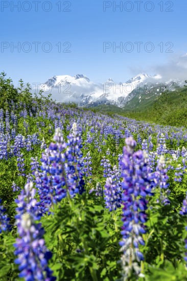 Picturesque landscape on the Richardson Highway, blooming Alaskan lupines (Lupinus nootkatensis),