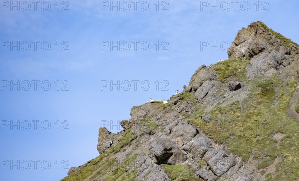 Dall sheep or Alaskan snow sheep (Ovis dalli) sitting on a mountain top, Sable Pass, Denali