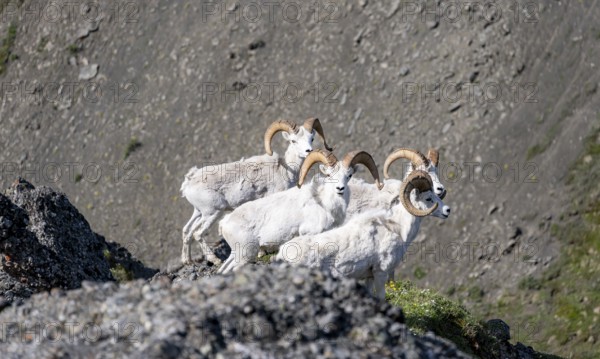 Dall sheep or Alaskan snow sheep (Ovis dalli) on a rocky outcrop in the mountains, Denali National