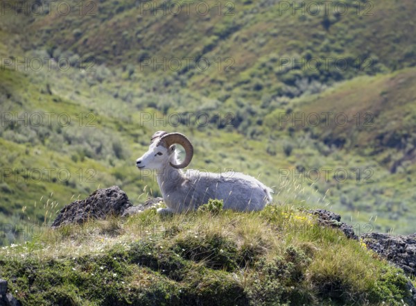Dall sheep or Alaskan snow sheep (Ovis dalli) sitting on a rocky outcrop in the mountains, Denali